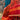 Sulav Bandhni and ikat dupatta, view 6 - My Motifs