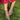 Tribal Payal With Ghungroo – silver anklet, image 2 – My Motifs