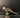 Silver parrot – handcrafted 92.5 sterling silver figurine by My Motifs